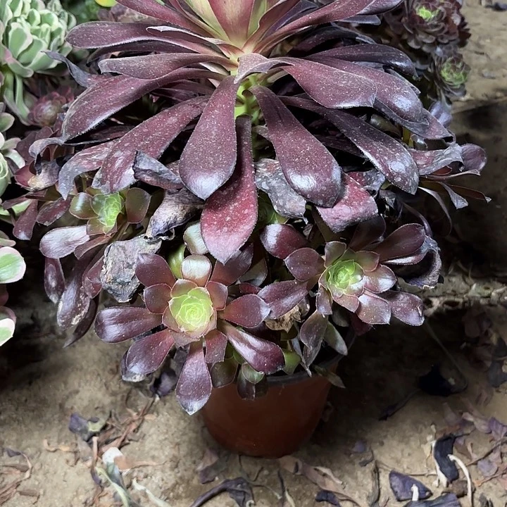 微***光多肉植物法师乌毒25