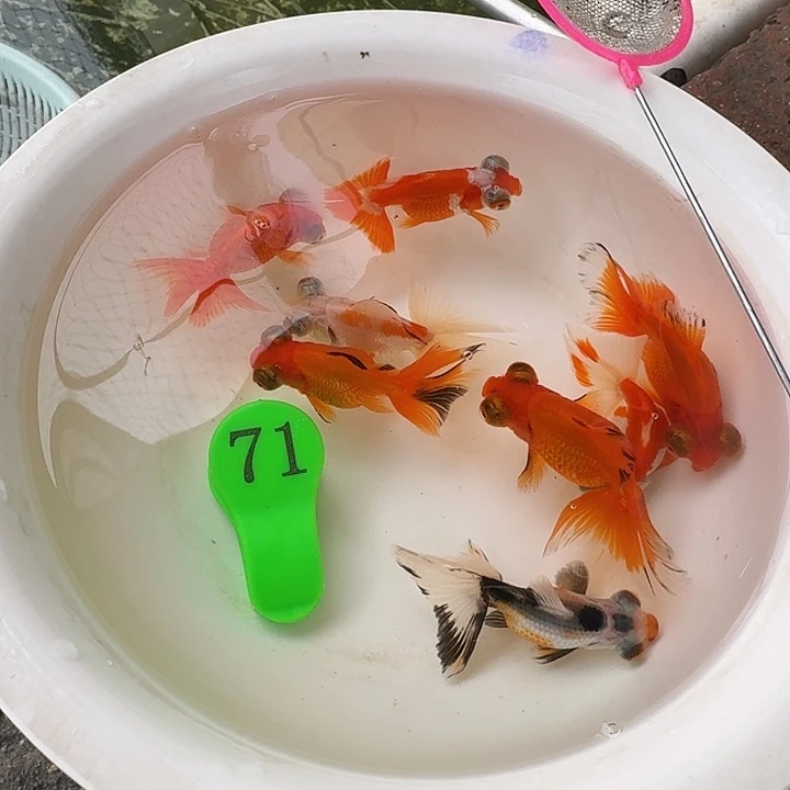 金鱼包邮包活到家