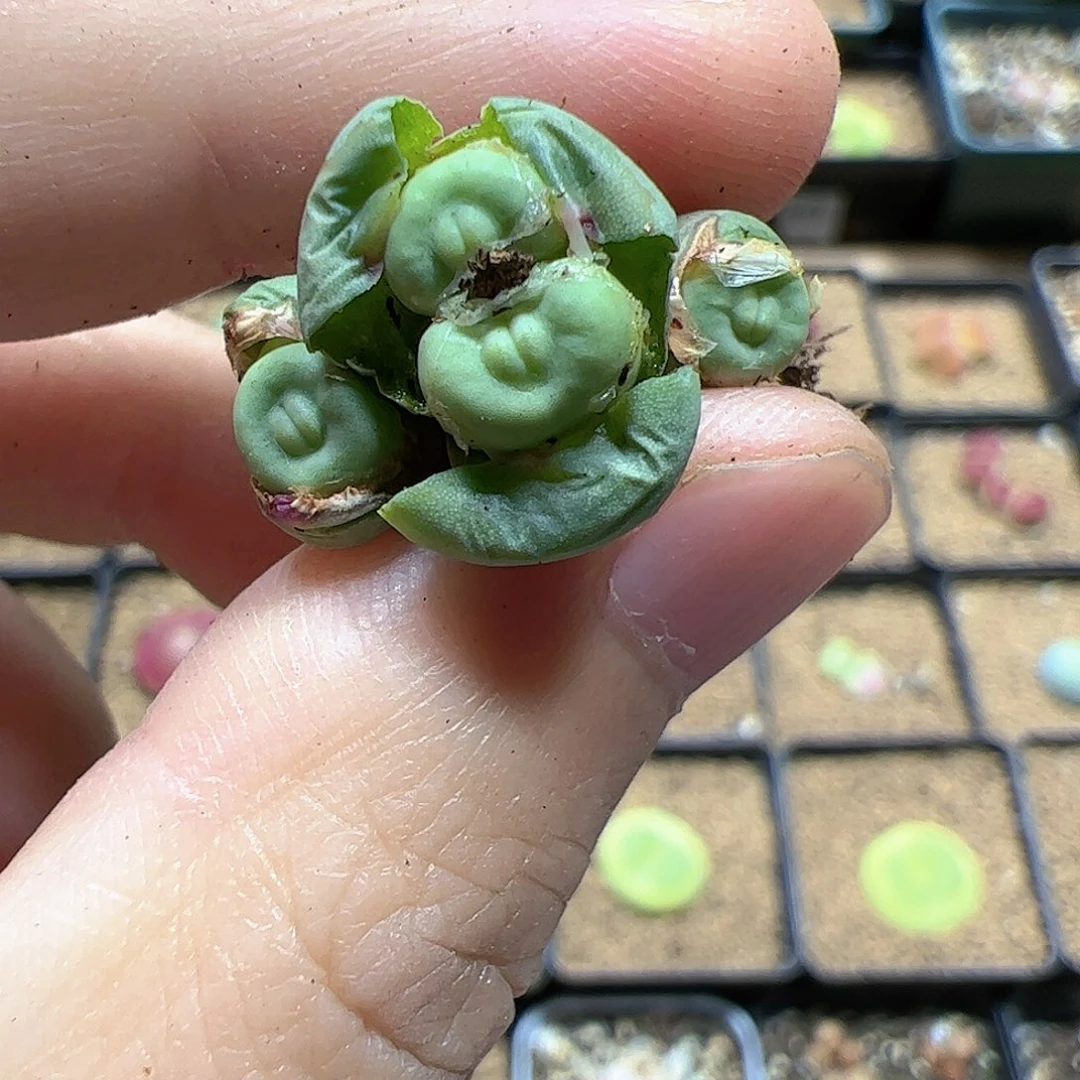 【闪购商品】190 1380B