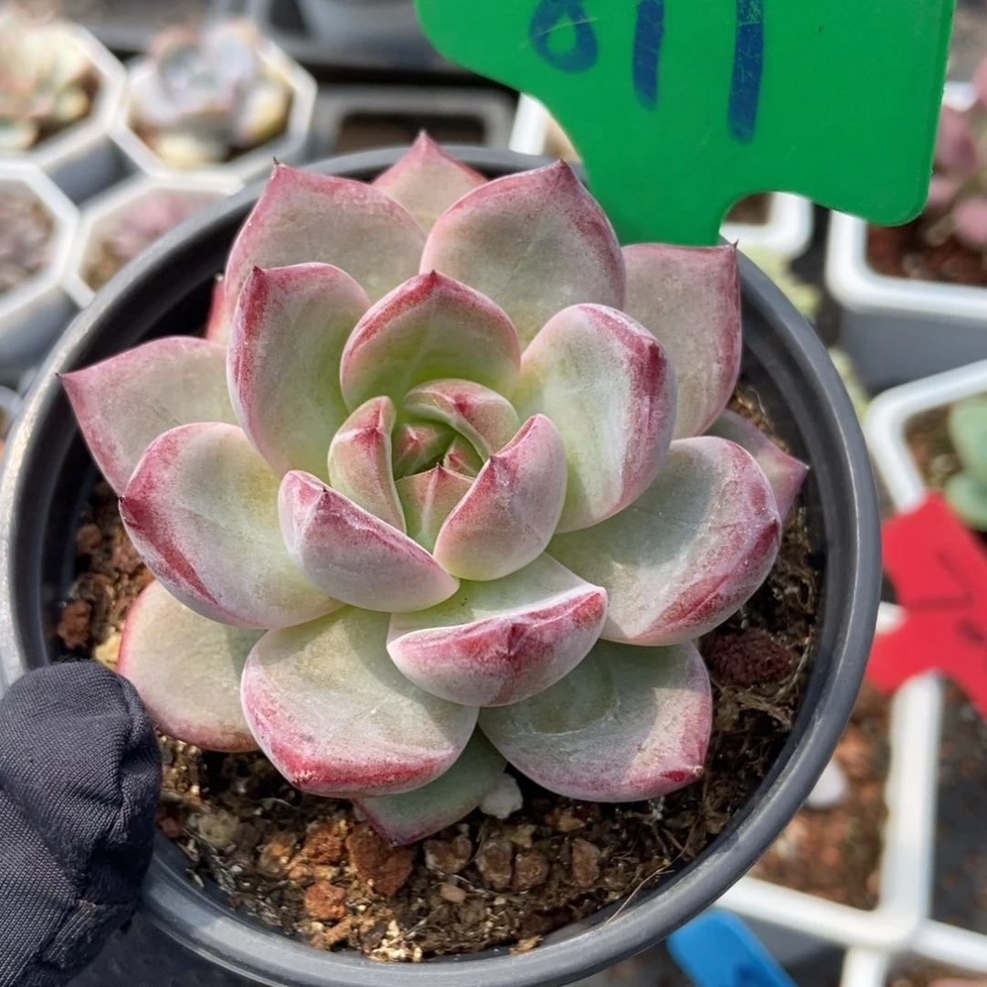 811夜魔侠多肉植物保护