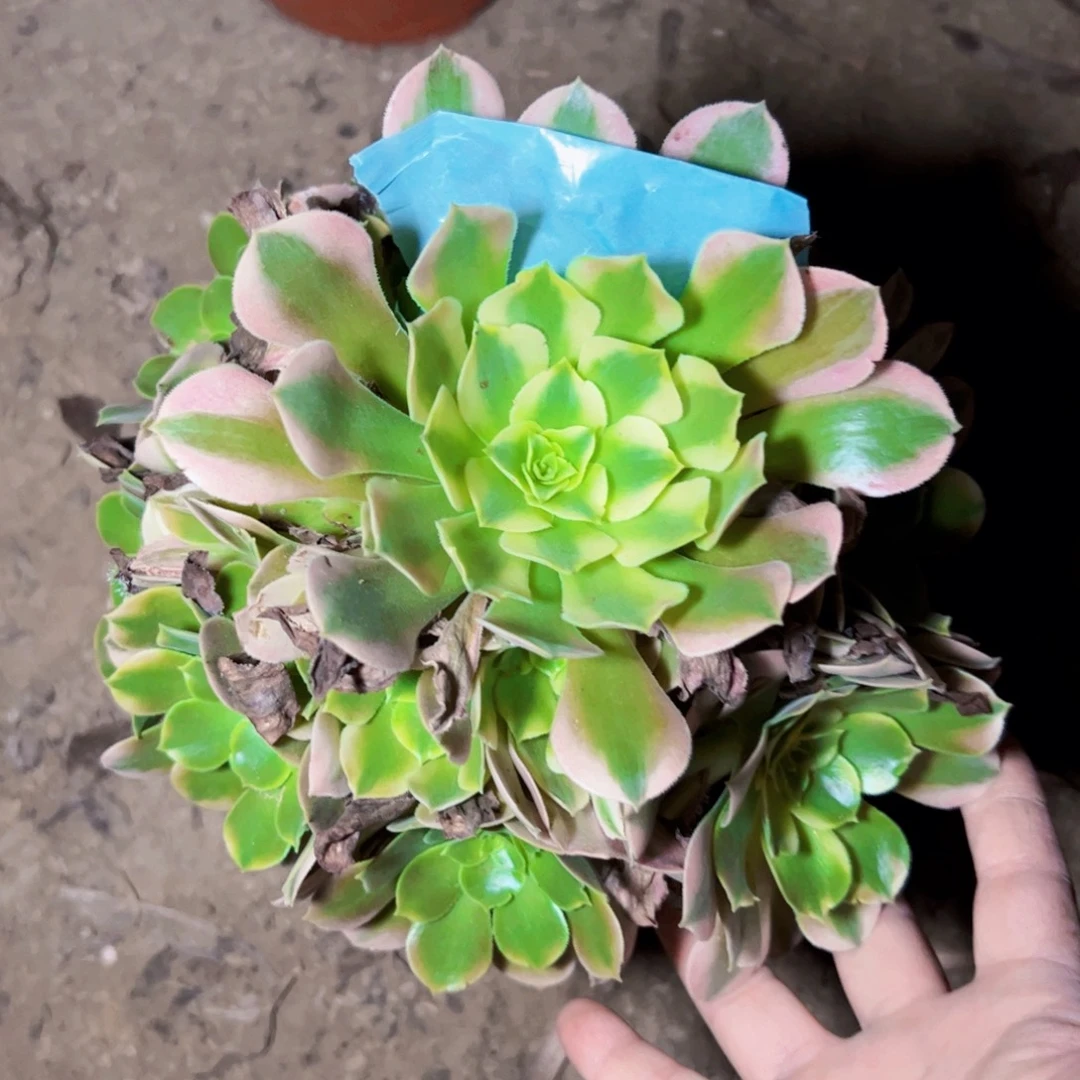 香妃多肉植物法师法师