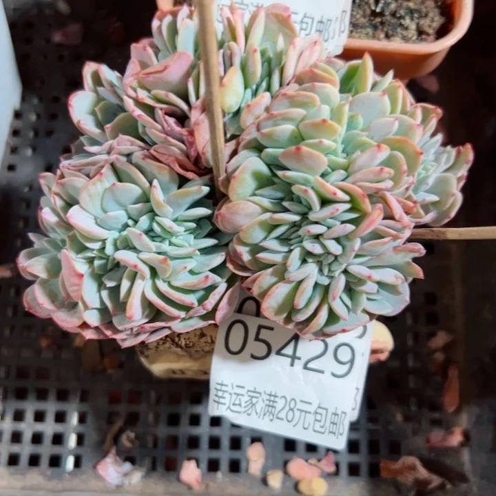 幸运儿是一位非常优秀