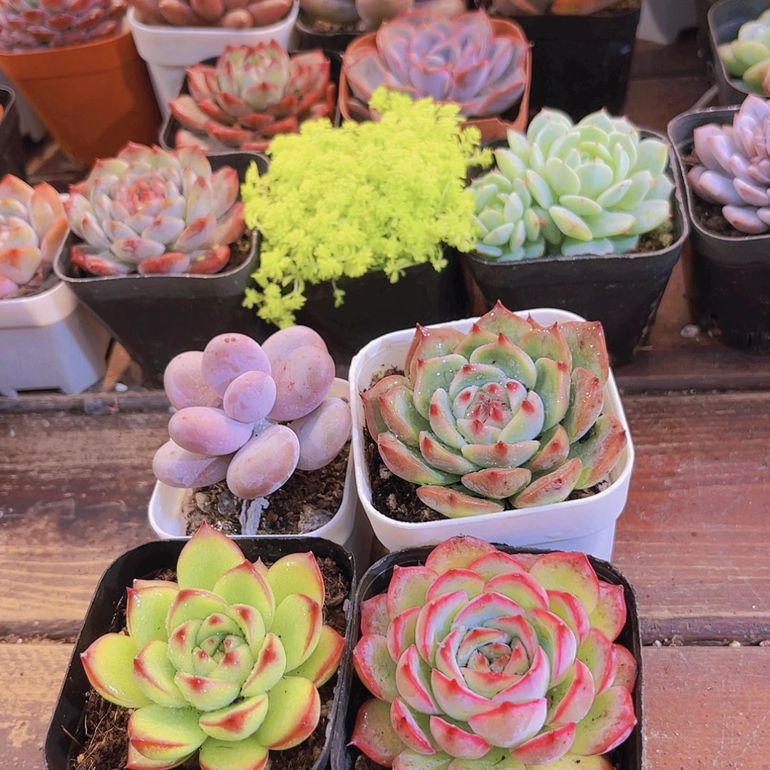 如图4盆1111111111111