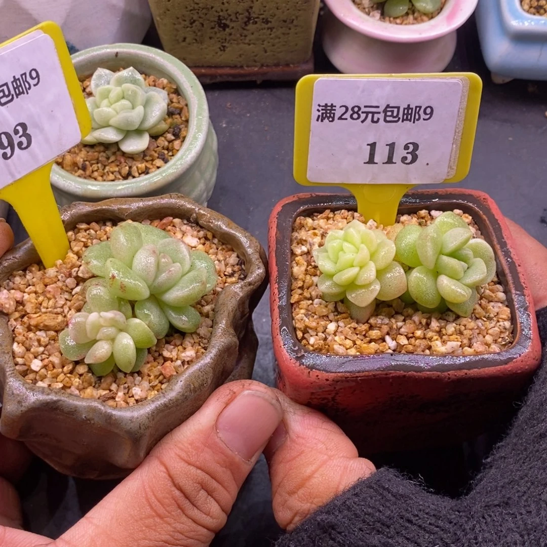 993.9113冰玉石化白➕黄锦