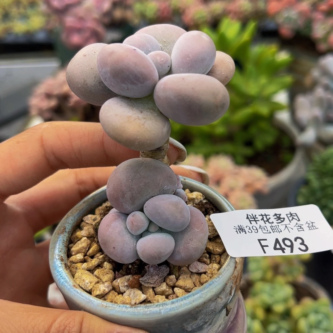 493-芭比奶多肉4cm