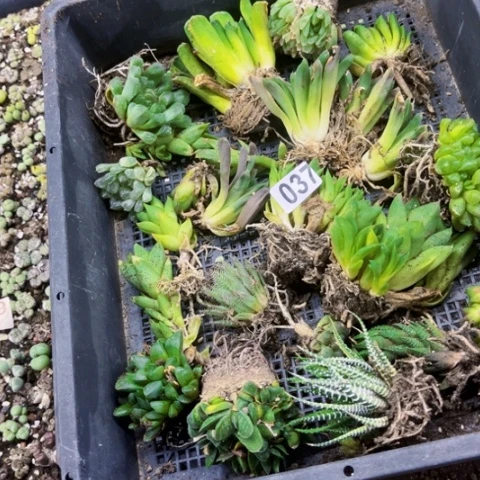 037丑雨露一筐一物一图如图