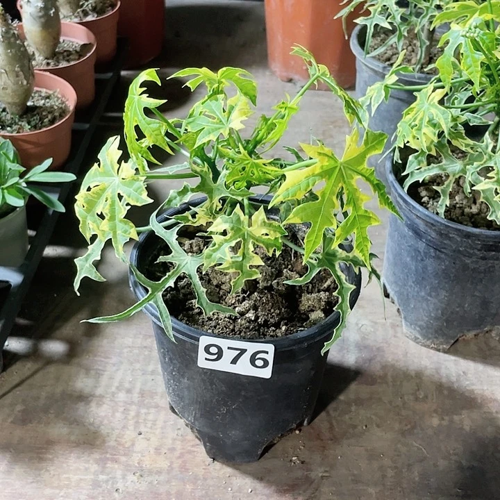 976大蓝枫锦麻风树