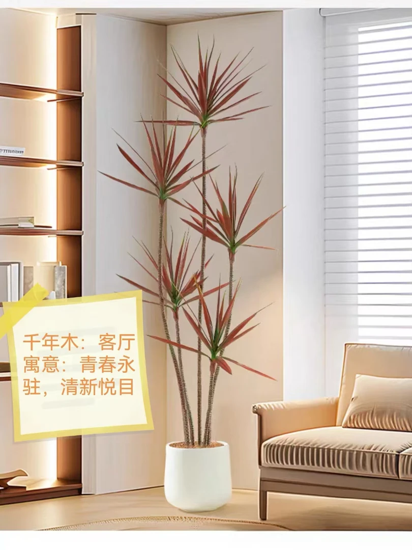 千年木七彩马尾铁盆栽室内居家办公防辐射观叶植物净化空气花卉