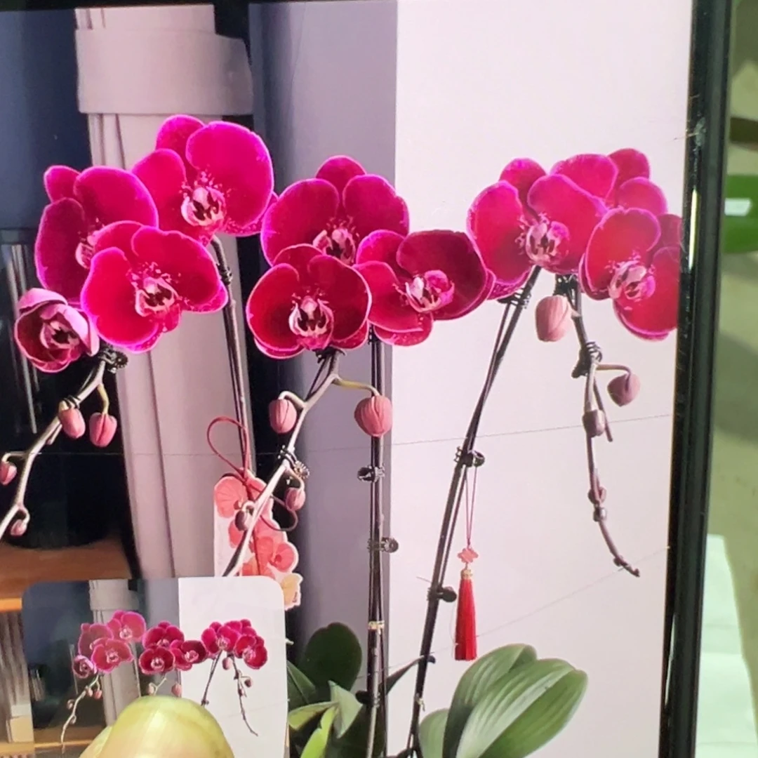当前无花栽培后可以开花双剑天后一号浮力请凑单一颗不发货