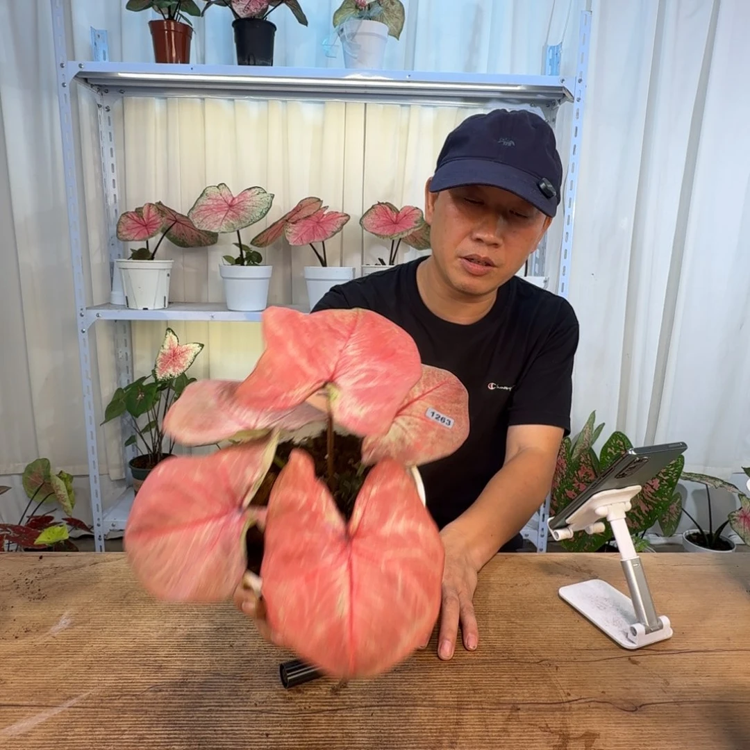 无花朵西瓜牛奶    1263