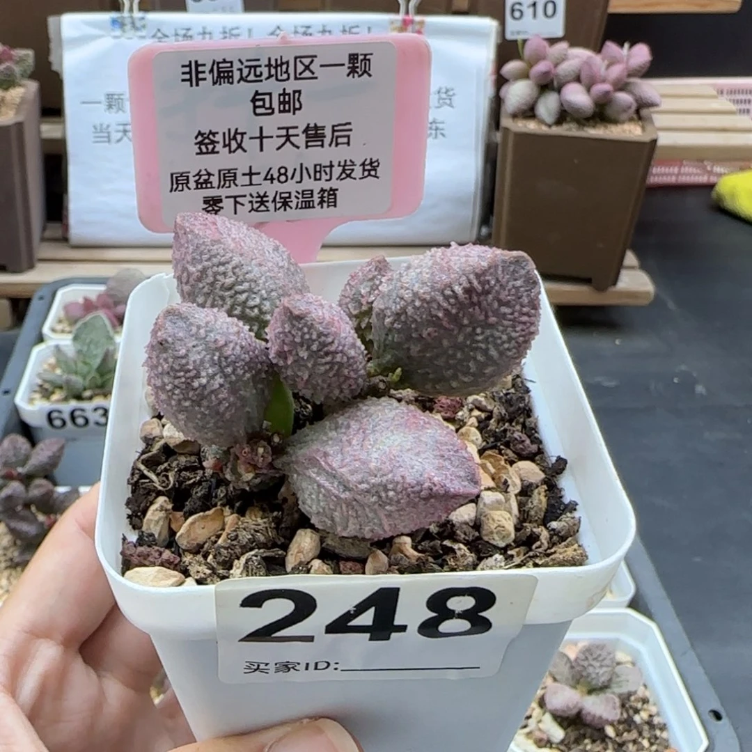 248红粉哈莫杂多肉