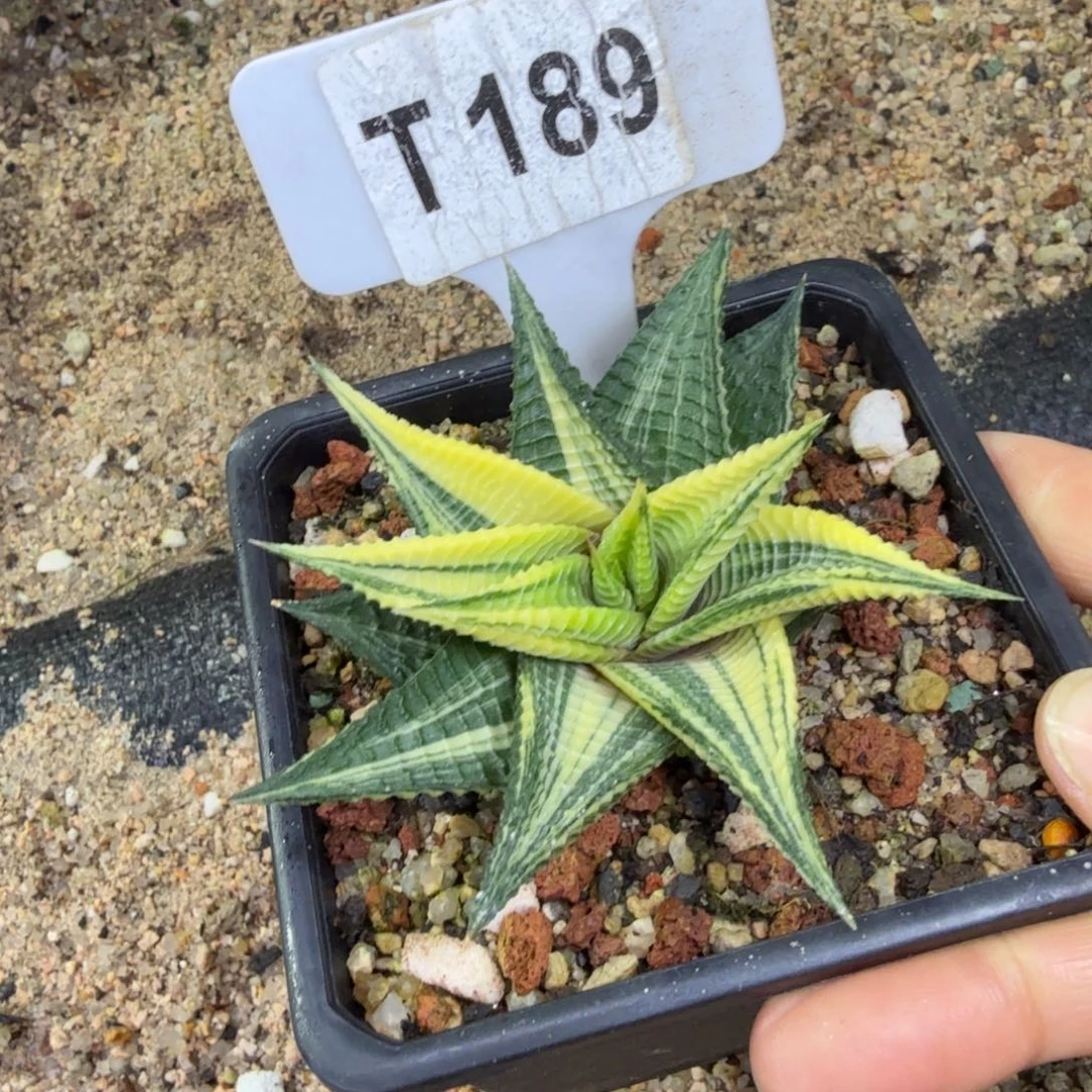 福利琉璃殿锦脱土发