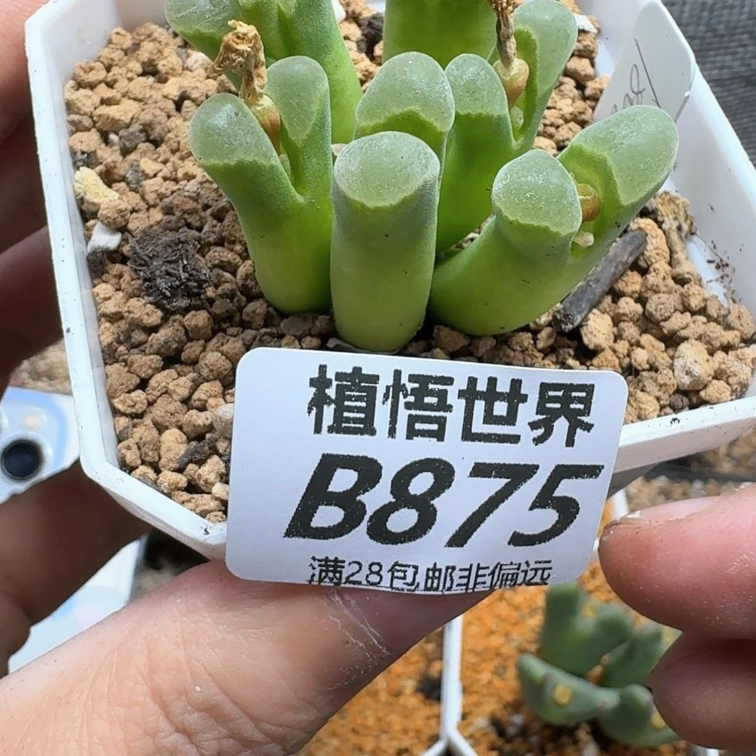 多肉植物的润泽fbnn