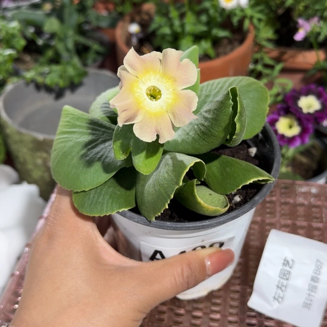 一物一拍耳叶报春A400