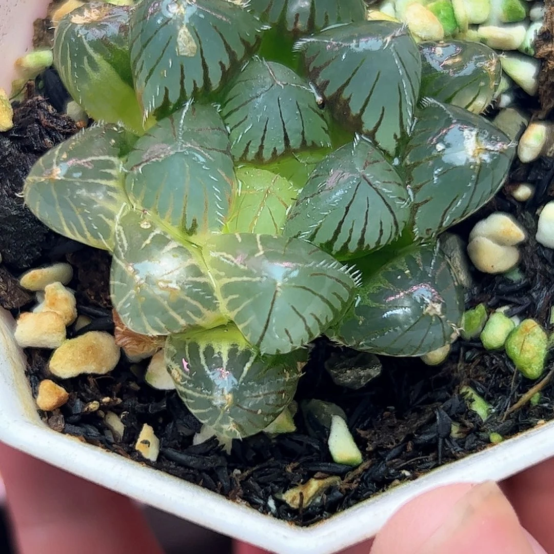 蓝镜锦十二卷多肉