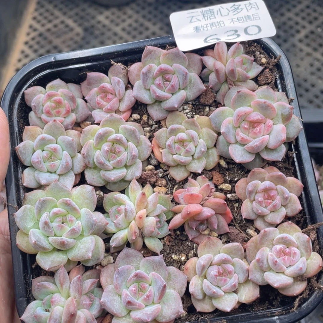 云糖心多肉植物630