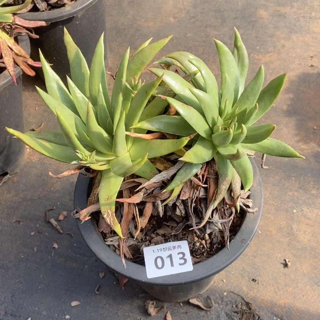 013多肉植物啦啦啦