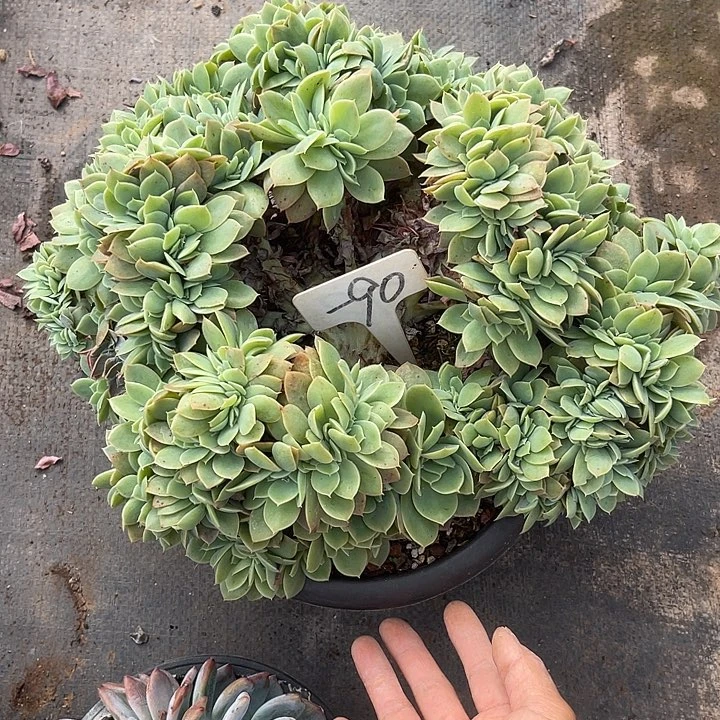 晨语多肉一物一拍90多明戈缀