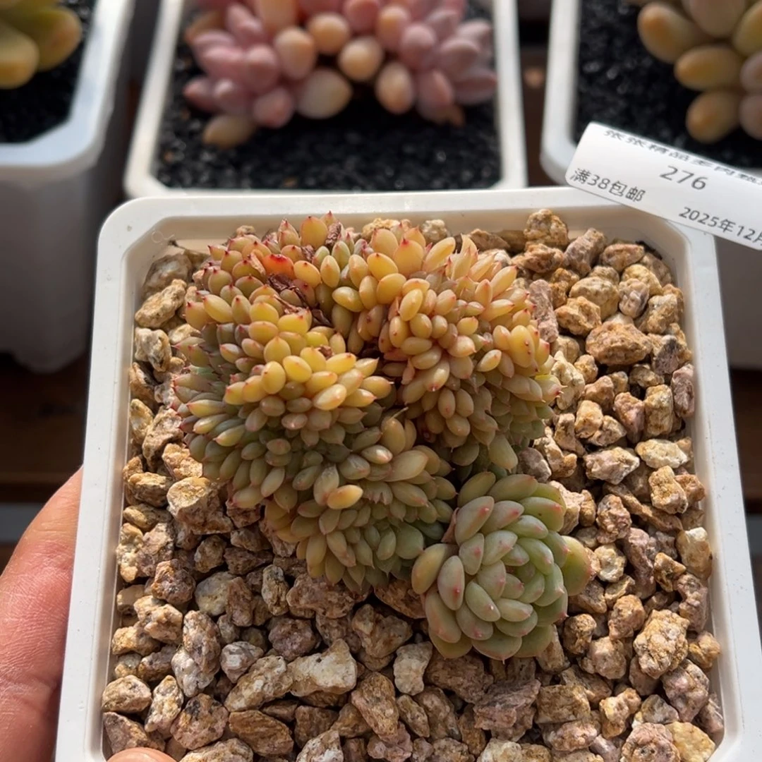 张张精品多肉甄选276