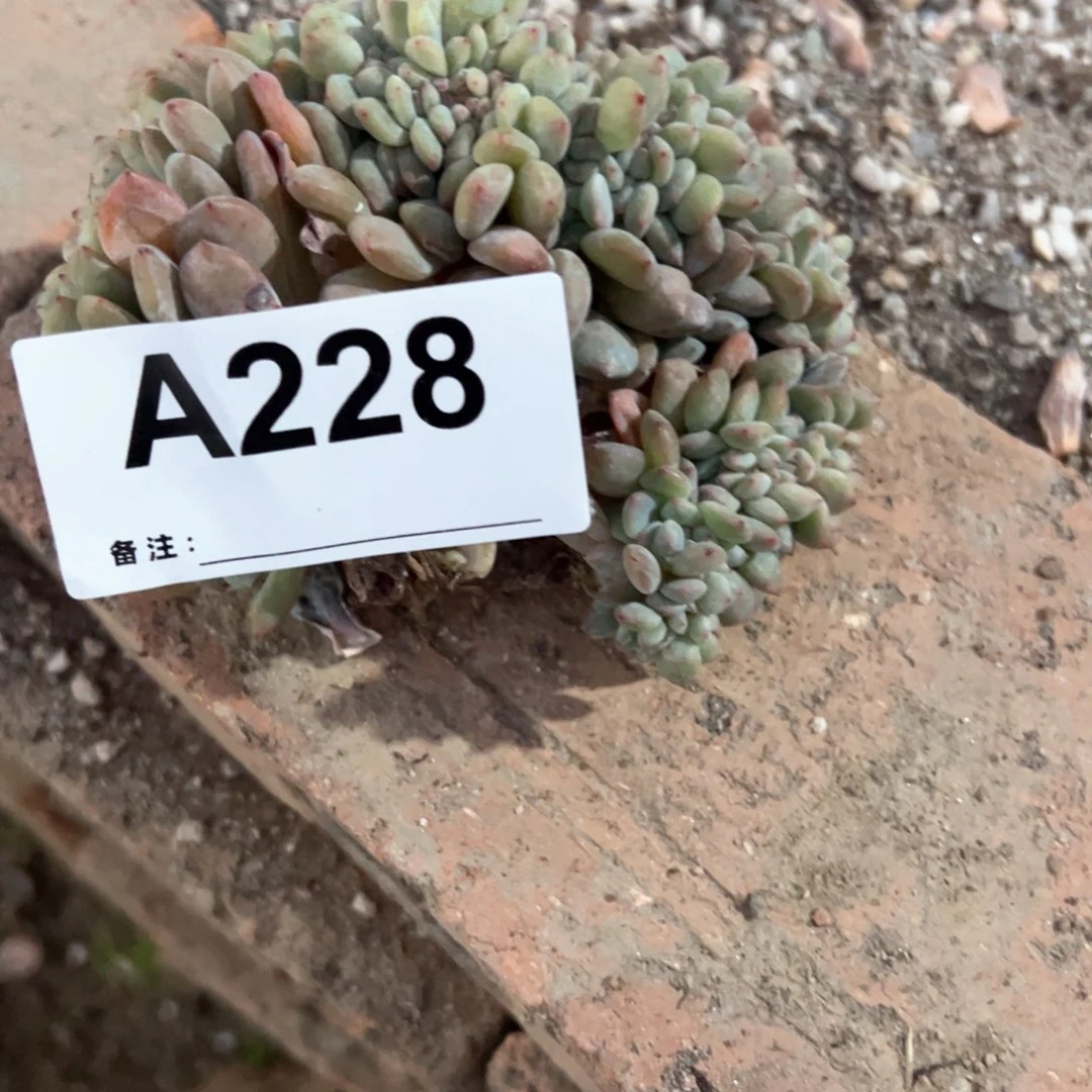 山*228多肉多肉多肉多肉多肉