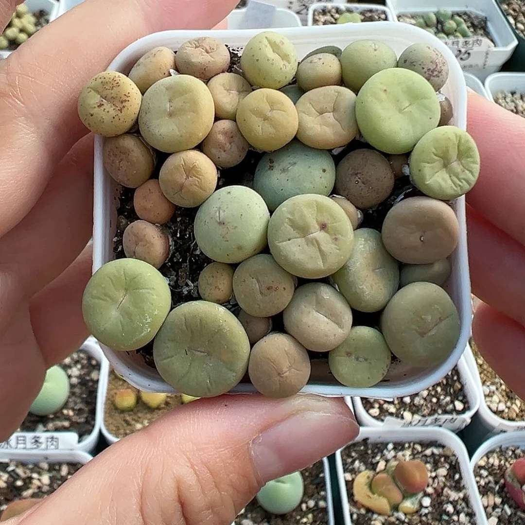 309大型红嘴带盆土发货