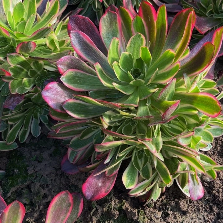 金丝雀多肉植物捧花的