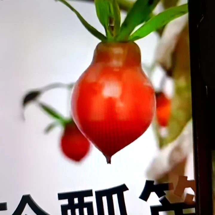无花朵扦插苗玲飘单