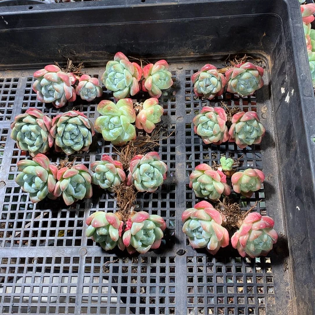 赵赵豆子哈哈哈哈哈哈哈