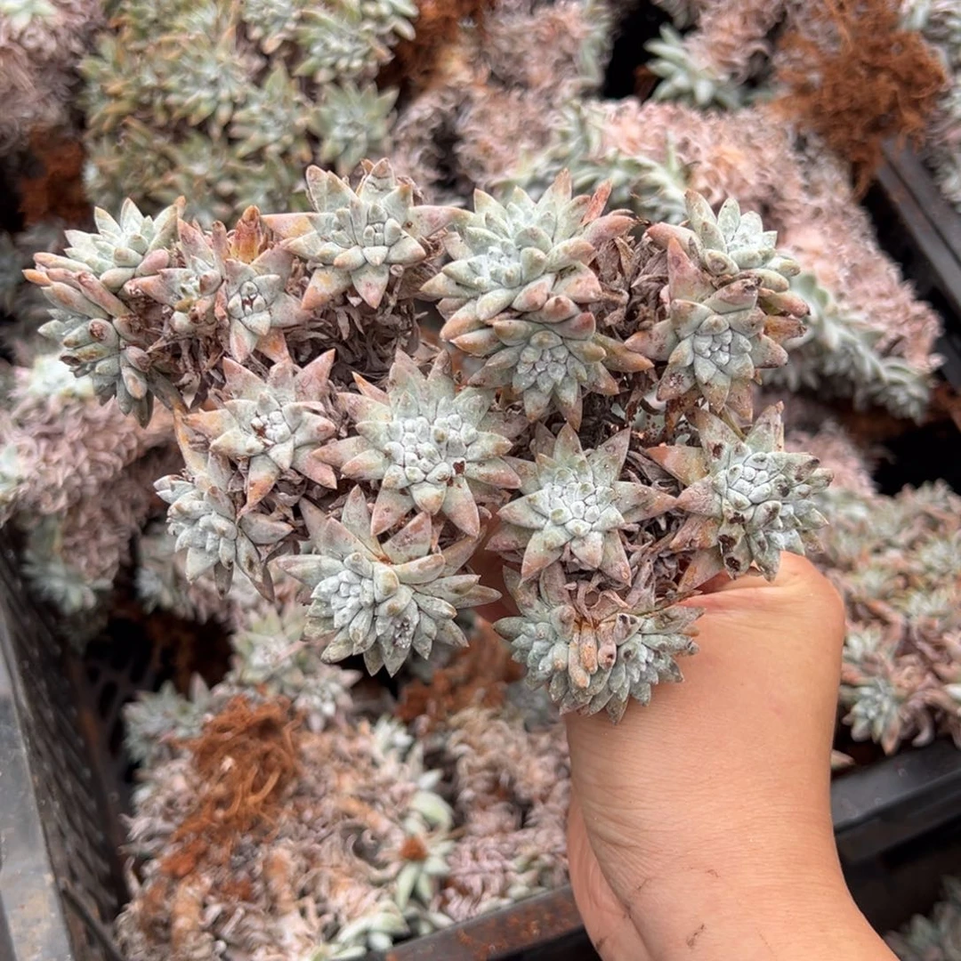 056白菊哈哈哈哈哈哈