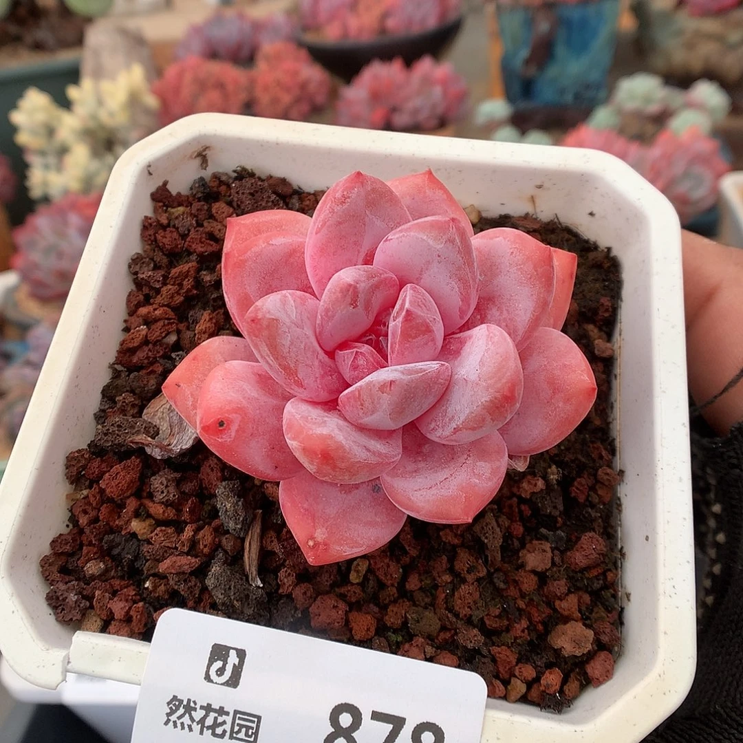 878雪天使多肉植物666
