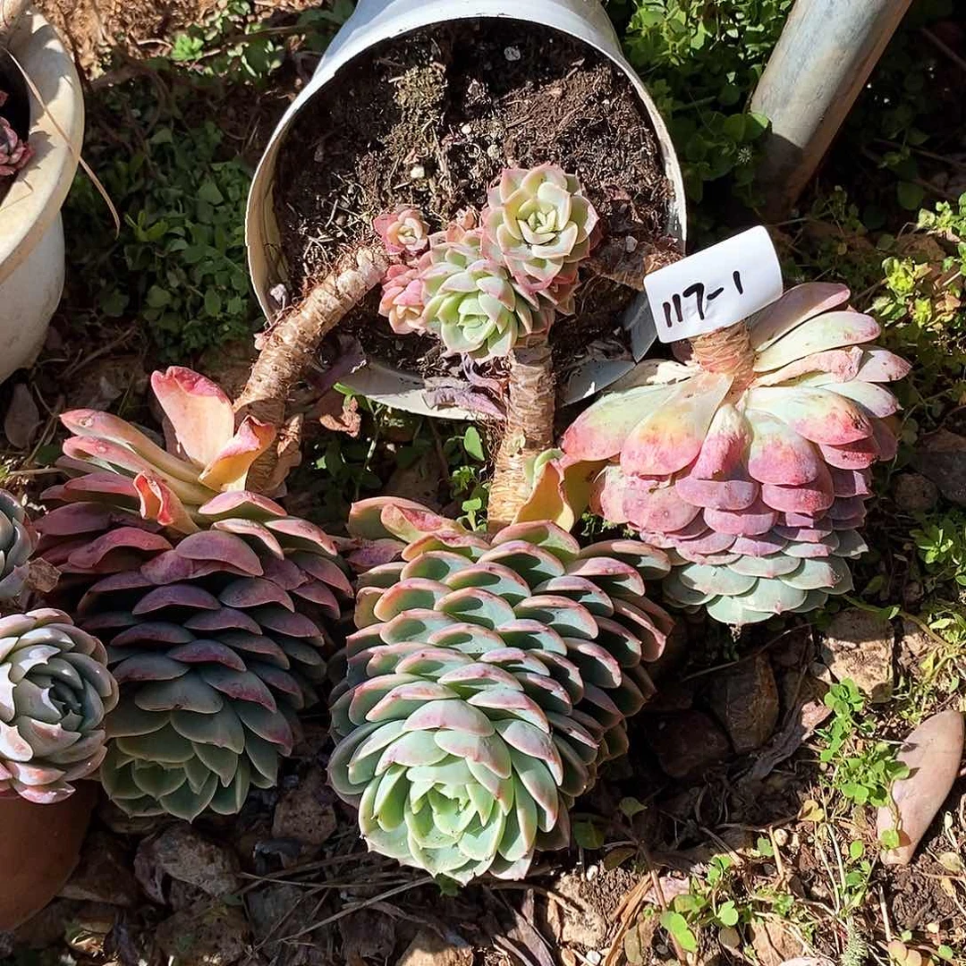 屹*宝哈密瓜有砍117-1