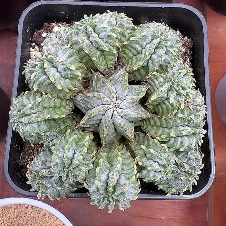 白衣魁伟玉仙人球1