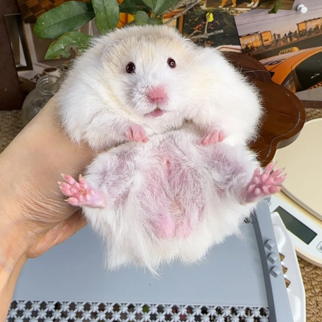 蜜波弟弟8.08生日