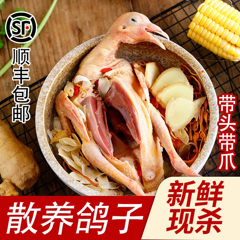 土鸽子四只带头带脚带内脏正宗农家散养鸽子肉炖汤
