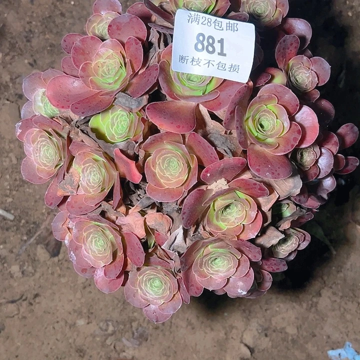 杨***珍881魅金玫瑰多肉植物