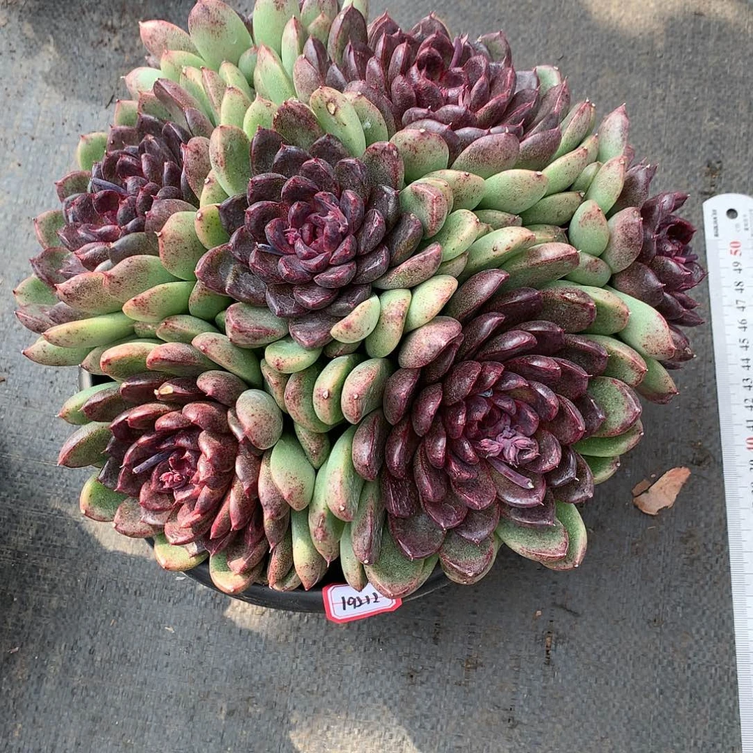 葡***甜19212黑水晶多肉