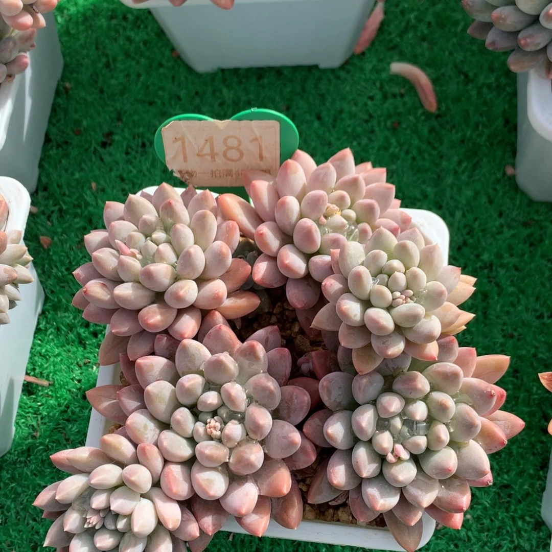 七彩奶糖无砍平头1481