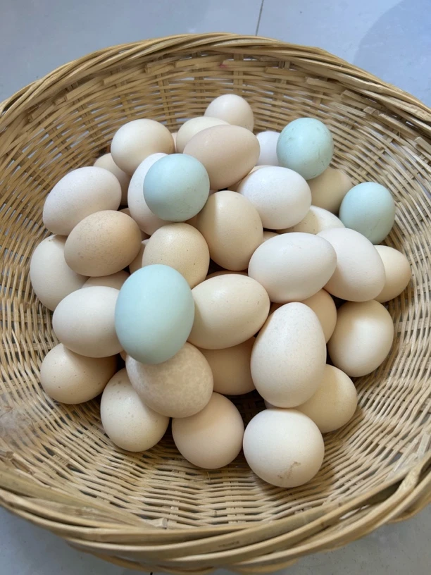 农村散养五谷杂粮土鸡蛋