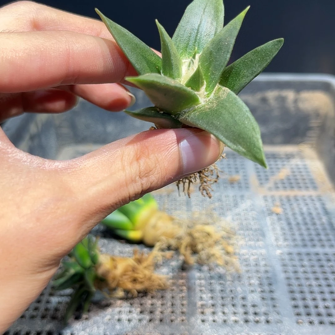 7cm实生龙牙牡丹萝卜根