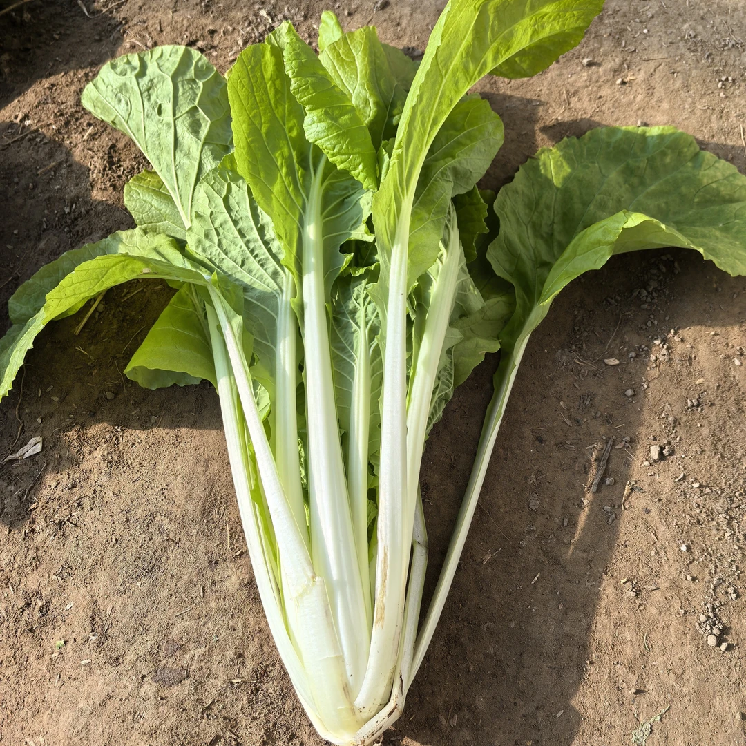 年货节  南方粑粑菜 两斤 0农残 有机肥