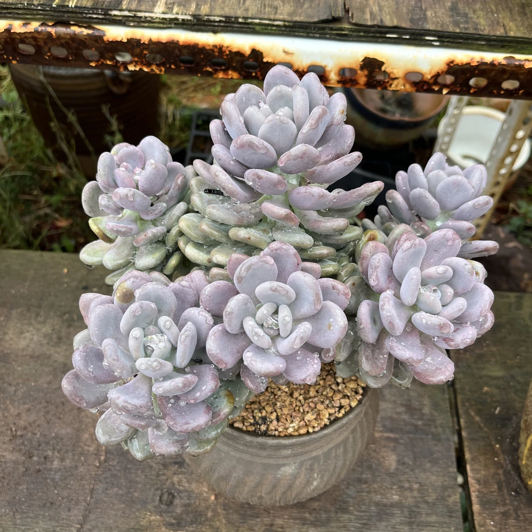 月美人大桩子无砍精品贵货大群盆栽小飘桩多肉植物基地批发