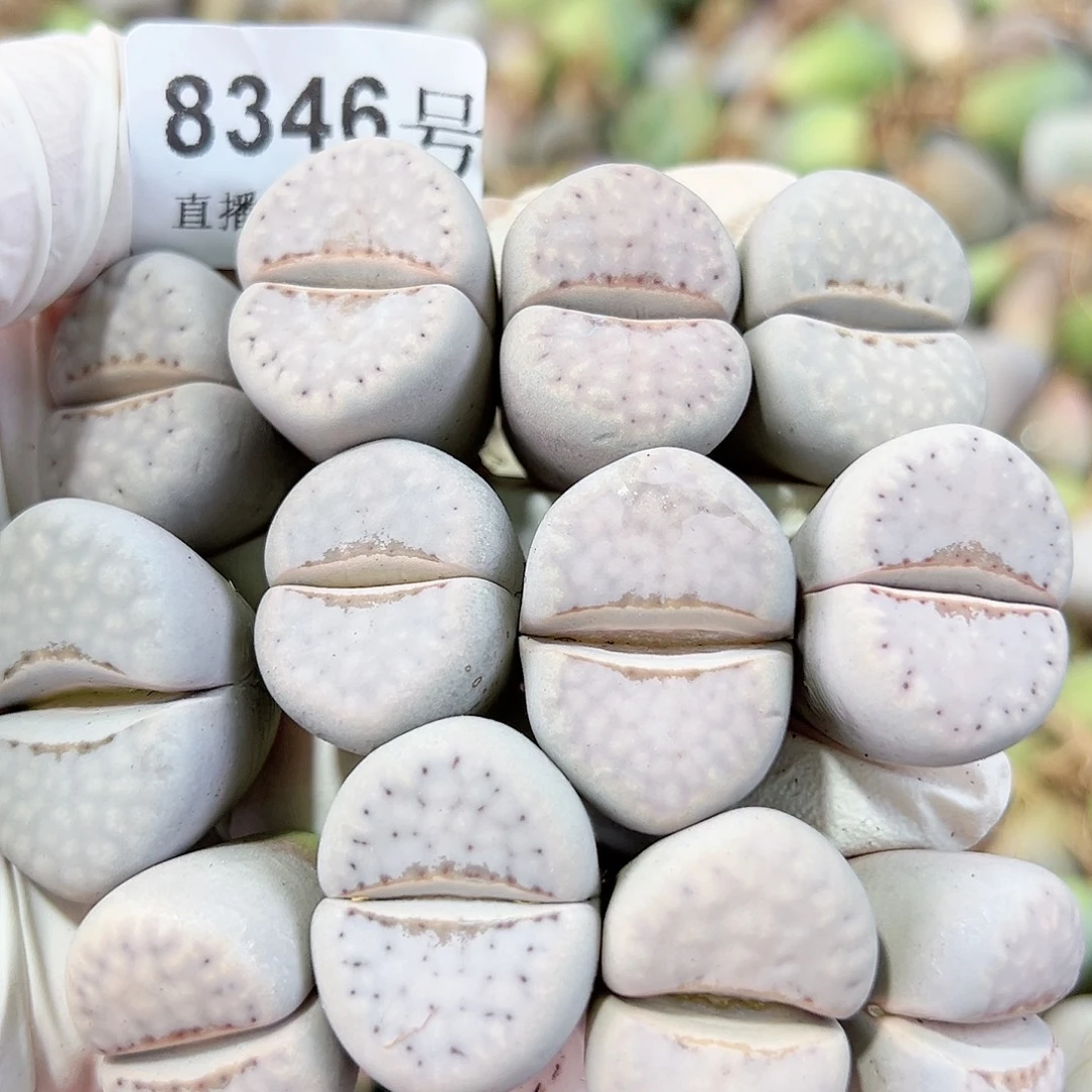 8346 好养易活生石花大母本12个2.5cm左右