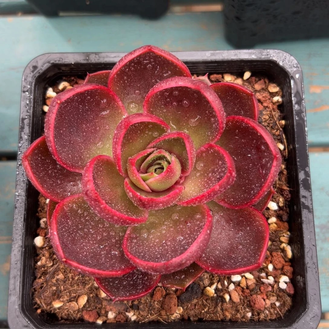 多肉精选编号0116.红灯