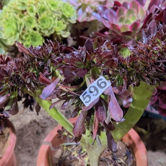 曜***多肉植物一个法师