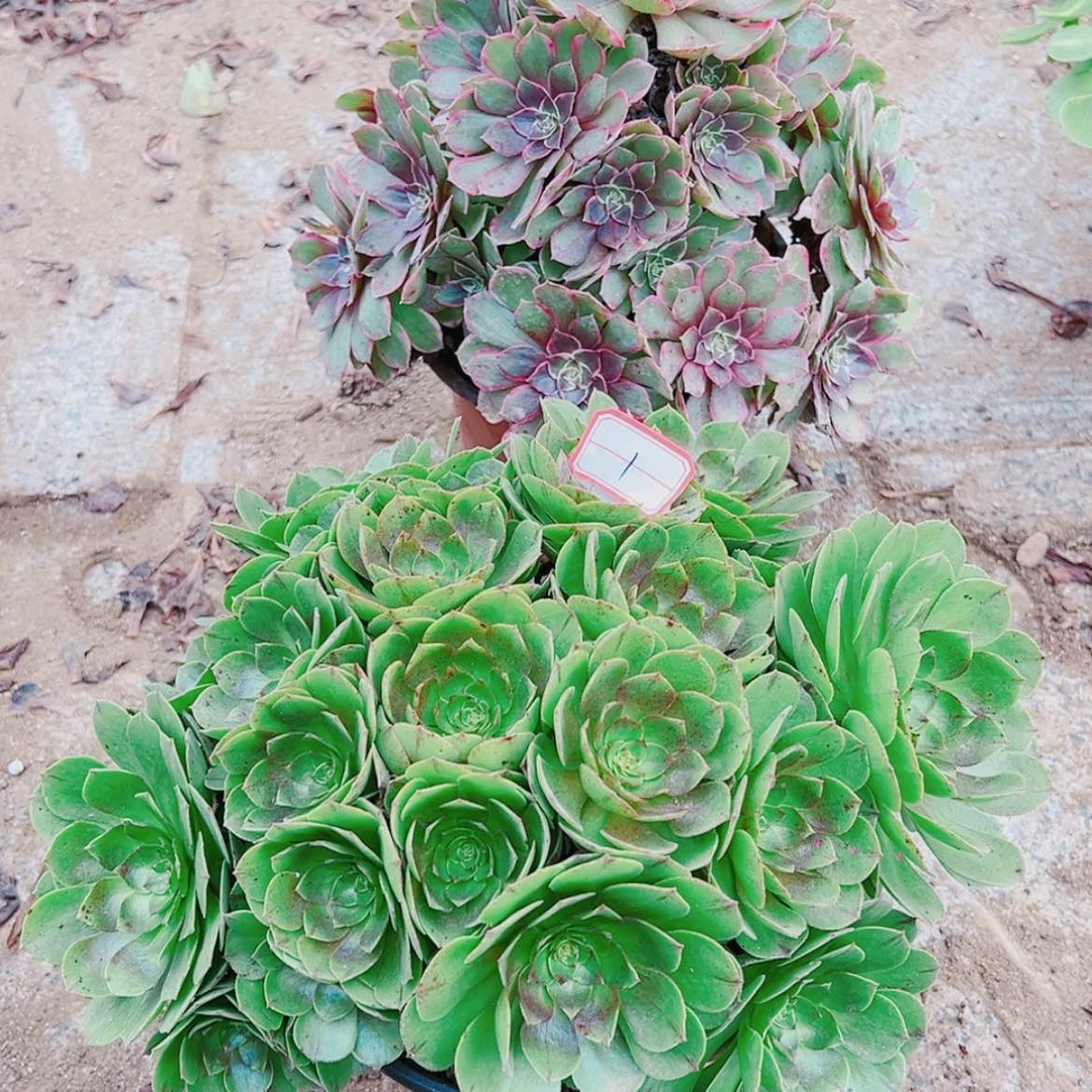 【闪购商品】无花朵d*1号套餐万圣节，粉女妖多肉植物无售后