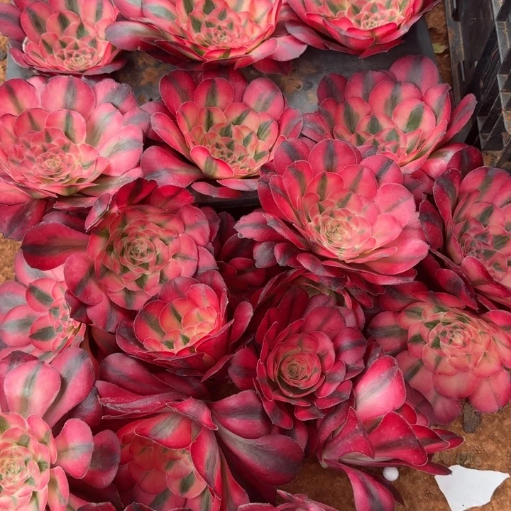 爱丽丝大主头啊啊