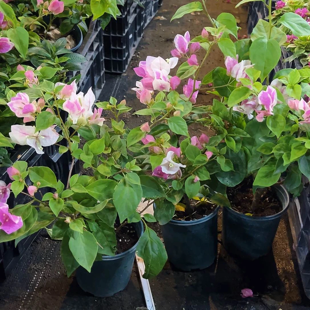当前无花栽培后可以开花章红英掌中宝一颗
