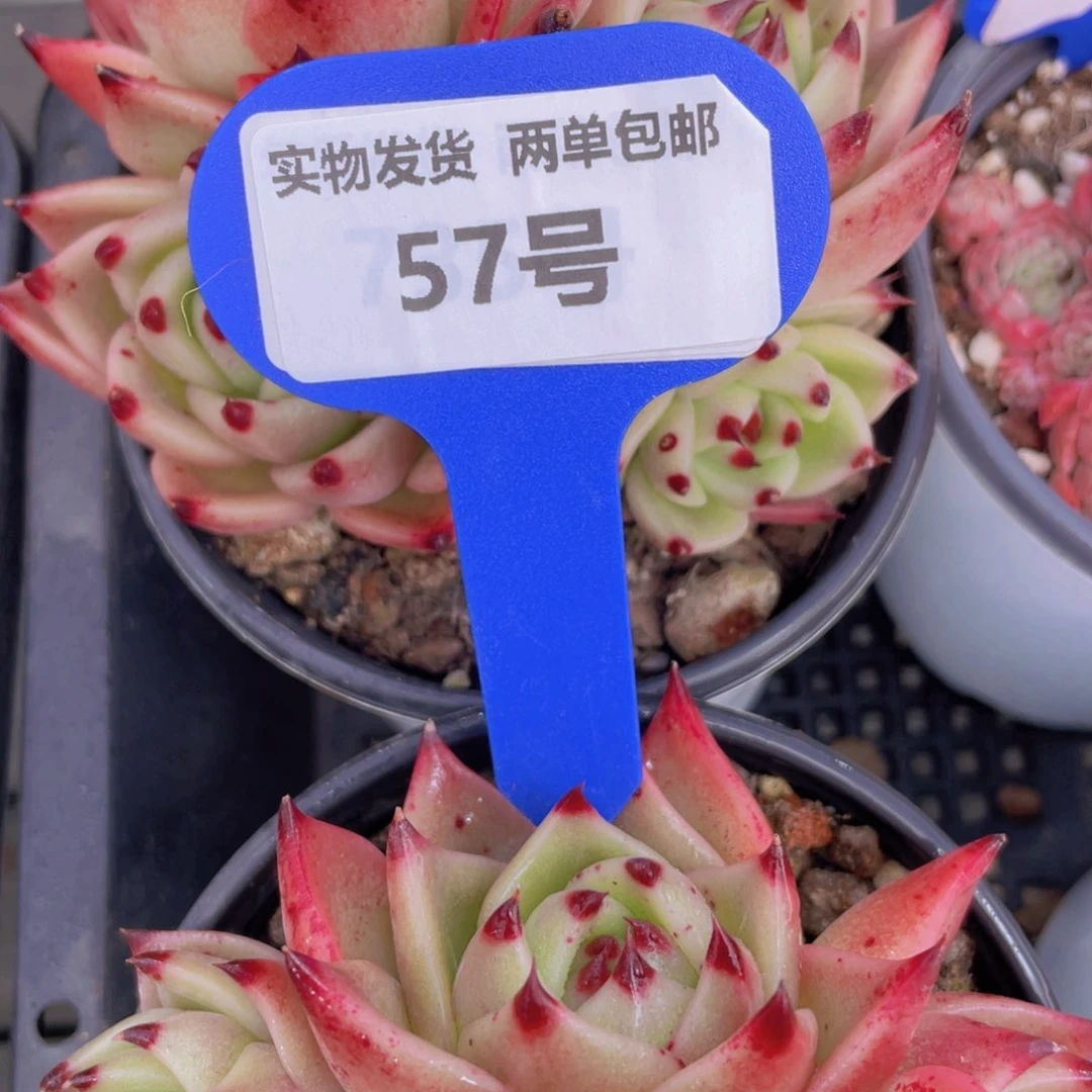 57号韩货超级蓝龙群生一个