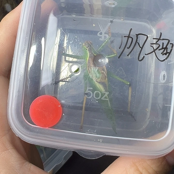 帆翅长须一只哈哈哈哈