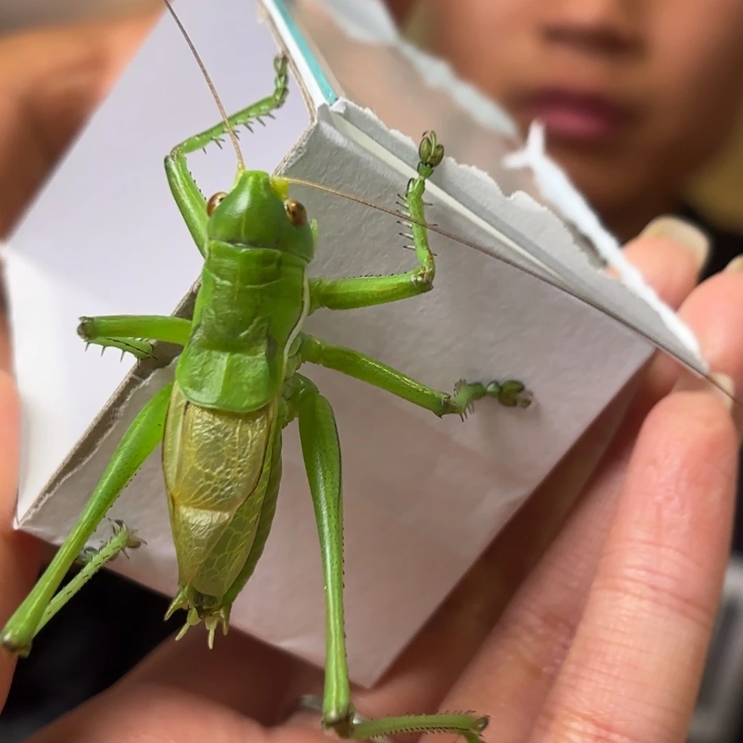 良***衣蝈蝈蝈蝈福福价格